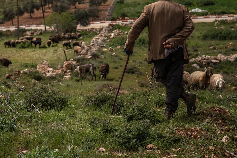 A Palestinian man herds his sheep in the town of Qusra in the West Bank, April 5, 2026. Israeli settlers have attacked people in the area.