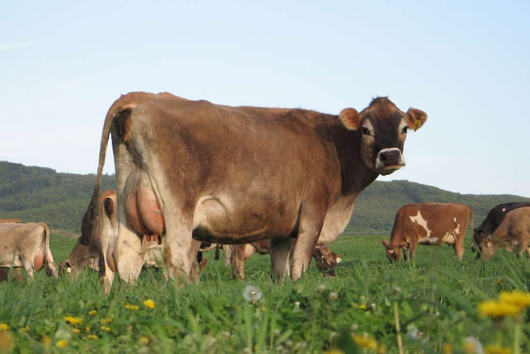An unknown number of people have been allegedly exposed, and one sickened, after drinking raw milk from a Lancaster County farm.