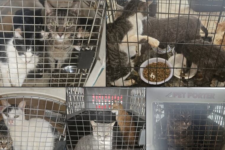 Some of the 53 cats and kittens rescued by the Bucks County SPCA from a self-storage unit late last week.