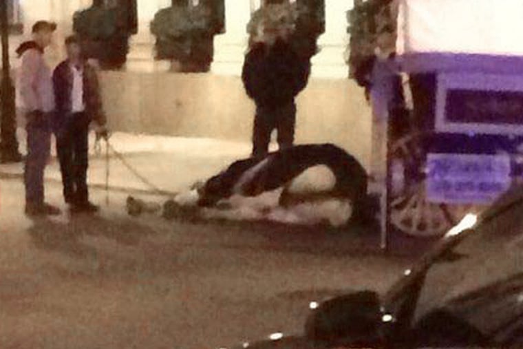 A Twitter photo showing the horse lying on the street in Philadelphia. Police had its handler ensure the horse stayed down until animal-care-and-control officials could be summoned. Eventually, the horse was raised to its feet by straps connected to a tractor, said Linda Kramer, a stable manager.