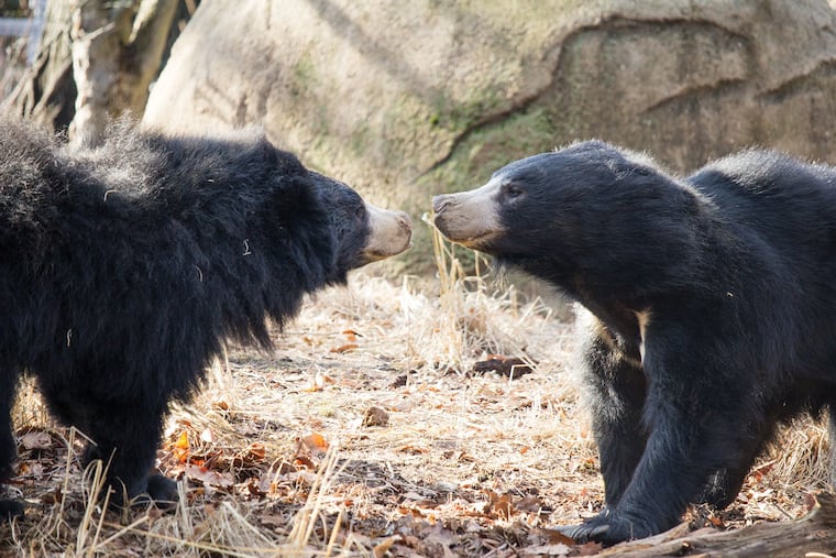 The Philadelphia Zoo's sloth bears Kayla and Bhalu are the new mom and dad of two sloth bear cubs. The cubs, born Jan. 2, 2023, are still in their den and being cared for by mom Kayla. They are likely to emerge sometime in April. The births were good news for wildlife conservationists; sloth bears are a threatened species.