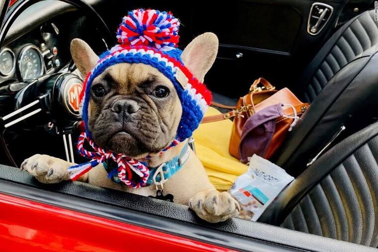 Wilbur, a 6-month-old French bulldog, was named the mayor of Rabbit Hash, Ky., last week. The town tradition of electing an animal to represent the community started in 1998.