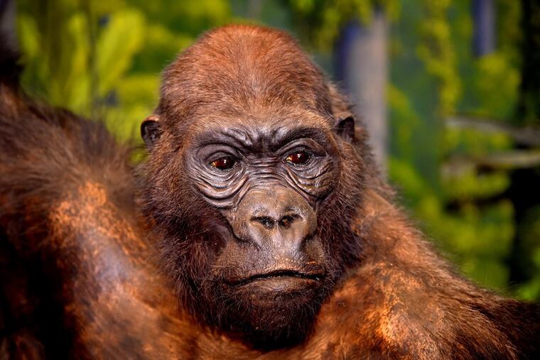 The Western Lowland Gorilla from the Central African Republic wildlife scene, before conservators and artists began their work cleaning and renovating the diorama.