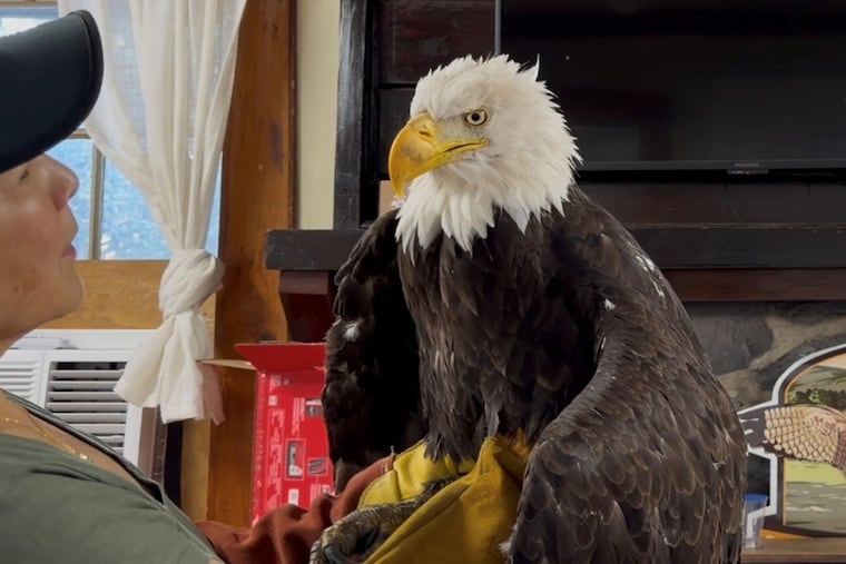Jackie the bald eagle is examined on July 18, 2026, at the Los Angeles County Parks San Dimas Raptor Rescue Center in San Dimas, Calif.