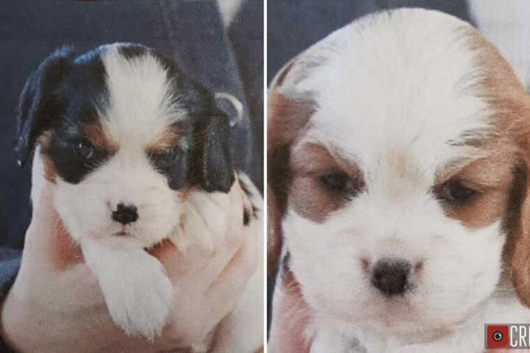 Two Cavalier King Charles Spaniels have been stolen from Willow Spring Kennel in Quakertown, Bucks County.