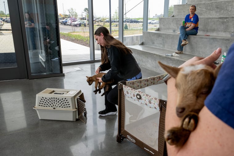 Cana Patterson, a goat farm owner and first year vet student at Rowan University’s Shreiber School of Veterinary Medicine, prepares a group of less than-a-week-old kids (baby goats) for the drive back to her farm, after letting classmates interact with them at the school in this April photo.