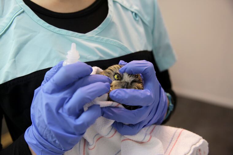 Rebecca Michelin, Director of the the Schuylkill Center for Environmental Education’s wildlife clinic, putting eye drops in an owl's eyes on Thursday, January 31, 2019.