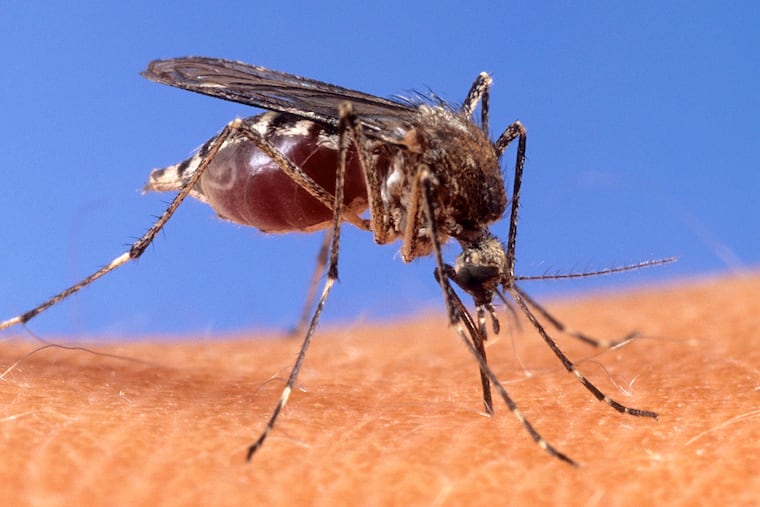 This image provided by the USDA Agricultural Research Service shows a closeup of a mosquito on human skin. (USDA Agricultural Research Service via AP)