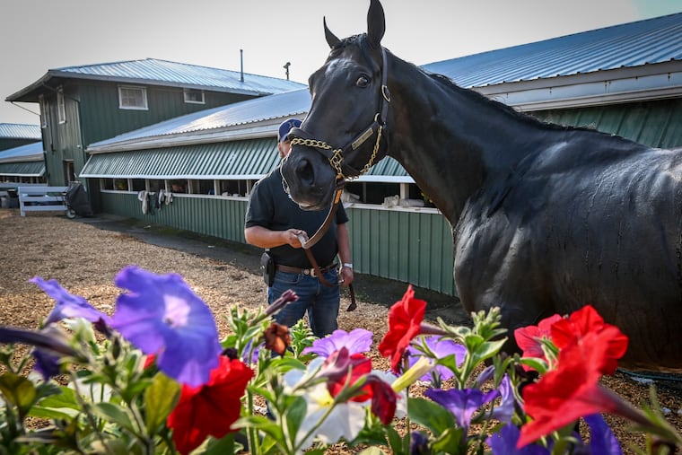 Preakness Stakes contender First Mission is groomed after working out on the Pimlico track Tuesday morning.