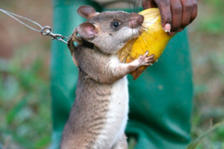 Henrietta the rat gets a bite of banana for a good job.