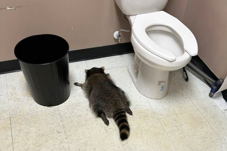 A drunk raccoon passed out in a liquor store bathroom in Ashland, Va., on Saturday, Nov. 29.