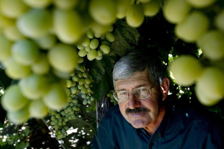 Geneticist David Cain with the Cotton Candy Grape at International Fruit Genetics. Cain spearheads the Delano, California, facility, marrying select traits across thousands of nameless trial grapes, seeking varieties that pack enough sugar to capture consumer tastes. "We re competing against candy bars and cookies," he said. (Anne Cusack/Los Angeles Times/MCT)