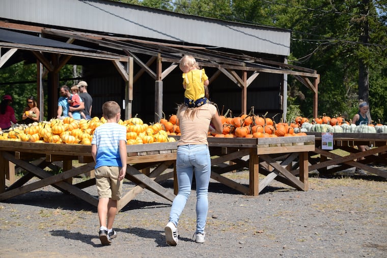 Styer Orchard in Langhorne has a huge selection of pre-picked pumpkins at their barn, or you can pick for yourself in the patch.