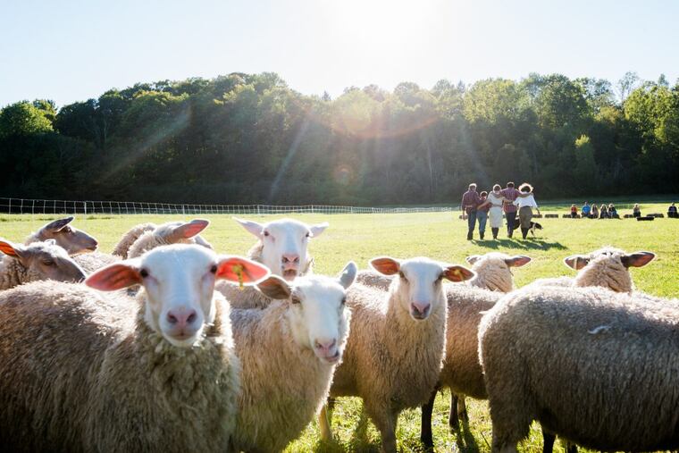 "Doggie Hamlet," a performance piece featuring dancers, dogs and a flock of sheep, will be making its Philadelphia premiere during PIFA 2018.