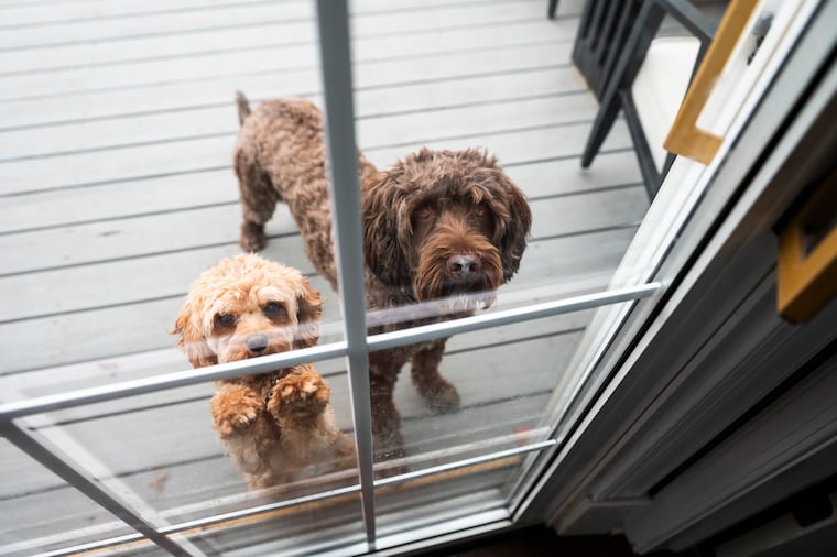 Cleo (left) and Ranger (right) look inside the house while outside on the porch.