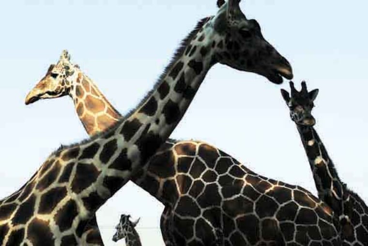 OCT.2012 FILE PHOTO: Four giraffes at the Animal Kingdom Zoo in Burlington County. The zoo has closed and is up for sale for $2.4 million after suffering a spate of fatal fires (one killed the owner's wife and the other killed giraffes), animal escapes, and warnings from regulatory agencies for unsanitary and unsafe conditions. ( TOM GRALISH / Staff Photographer )