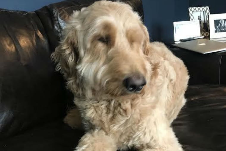 Oliver was a happy 2-year-old Labradoodle. So why was his blood work so concerning?