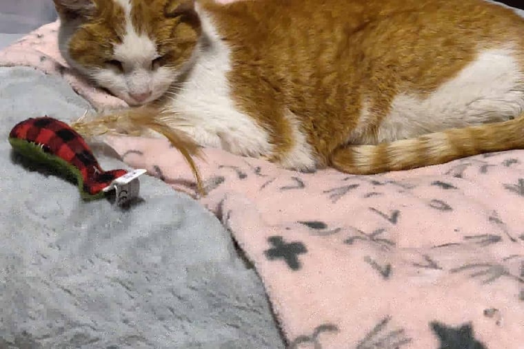 CVS Cat — renamed C.C. Reed — sits on his own cozy cat bed inside his foster parent's home in West Norriton.