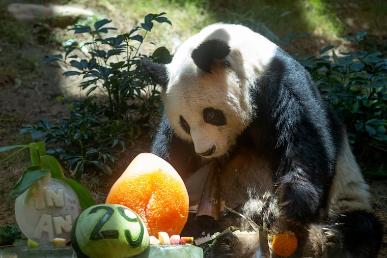 Chinese Giant panda An An celebrates his 29th birthday at the Ocean Park in Hong Kong on July 28, 2015. The world's oldest-ever male giant panda in captivity on Thursday, July 21, 2022 passed away after being euthanized in Hong Kong, following a deterioration in his health in recent weeks.