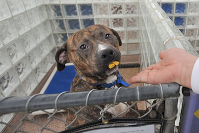 Rescued dog Simba gets biscuits at the PSPCA on Erie Avenue in Philadelphia. (Sharon Gekoski-Kimmel / Staff Photographer)