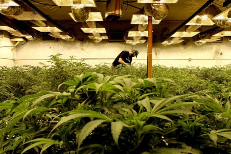 In a former bus barn near Denver, marijuana plants live their lives on camera, part of an intense seed-to-sale scrutiny that distinguishes Colorado's medical-marijuana industry. Washington is looking to Colorado as it considers rules for a new legal marijuana market. (Alan Berner/Seattle Times/MCT)