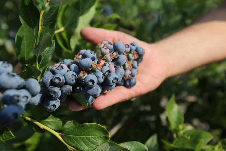 Pick the blueberries. Watch out for the birds.