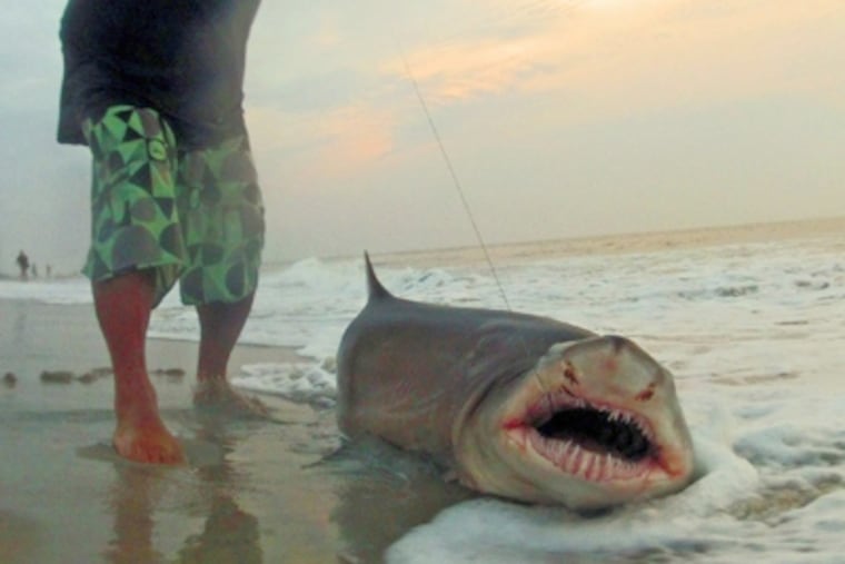 "Shark Tony" stands next to his catch on the 58th Street beach in Ocean City, NJ. on Wednesday, Aug. 15, 2012. He released the seven-foot thresher shark back into the water soon after. (Mark Miedama / Special to the Inquirer)