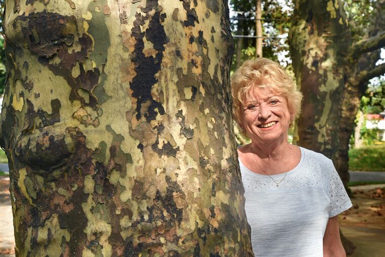Trudy Wilson poses next to a sycamore on the leafy 600 block of West High Street in Haddon Heights on October 4. 2018. She and her neighbors stand to lose many of the sycamores that line the street if a proposed repaving and repair project goes through as planned.