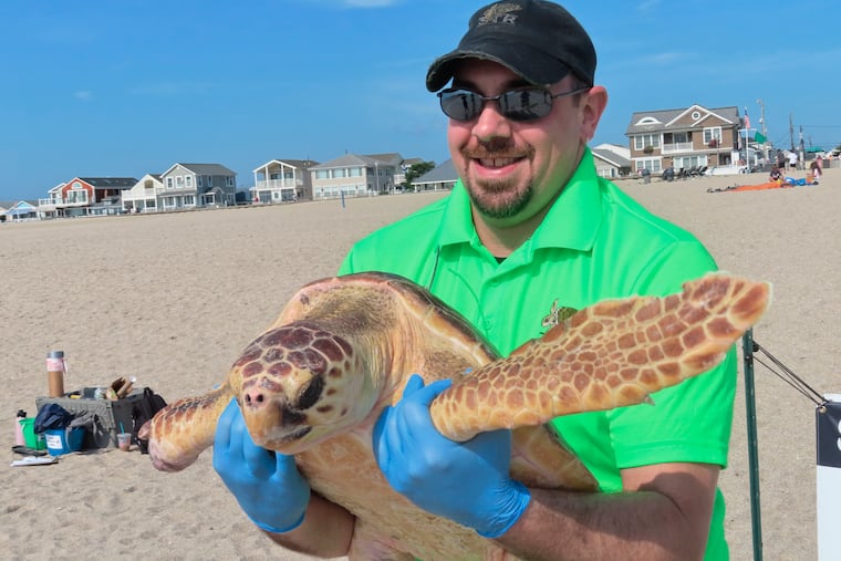 Bill Deerr, a leader of Sea Turtle Recovery, holds Titan before releasing the rehabilitated turtle back into the ocean on Tuesday.