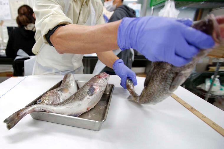 A fish is measured at a lab in Onjuku, Japan, for signs of radioactive contamination. Leaks of contaminated water into the Pacific Ocean from Tokyo Electric Power Co.'s Fukushima Dai-Ichi nuclear plant, damaged in the March 2011 earthquake and tsunami, have raised questions about the safety of eating seafood caught near Japan and the Korean peninsula and have led South Korea to ban some imports of Japanese marine products.