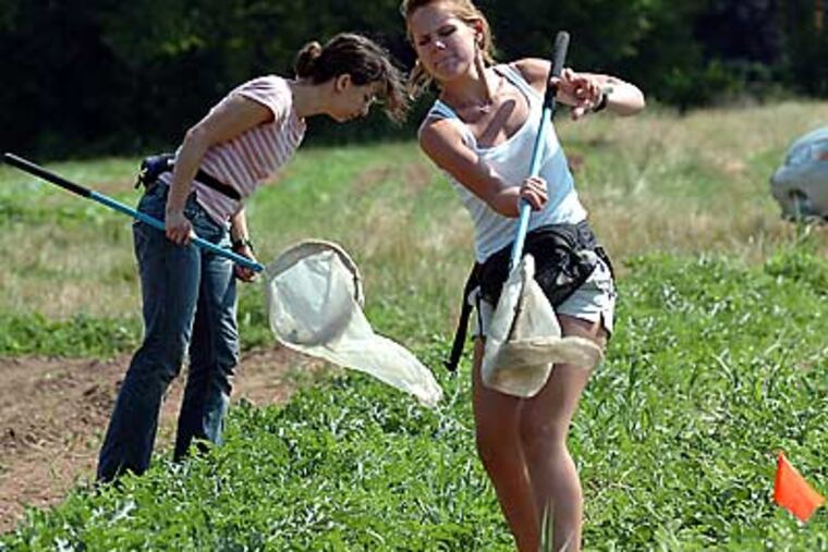 Researchers Daniela Miteva (left) and Kristin Jenkins net bees at a farm near Collegeville. They are working with Bryn Mawr biology professor Neal Williams, who said his goal is "figuring how to make sure we have a sustainable and stable pollination of our food supply." (SHARON GEKOSKI-KIMMEL / Inquirer)