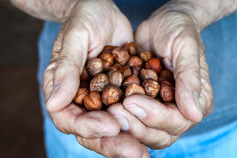 Farmer Ed Clerico shows hazelnuts he harvested on his Hillsborough farm.