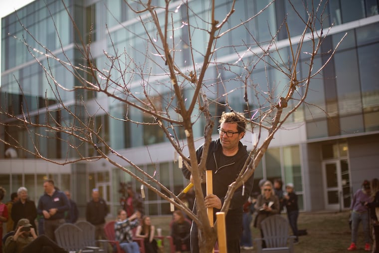 Artist Sam Van Aken plants his agricultural sculpture, the "Tree of 40 Fruit," on the Temple University campus. The tree blooms in vibrant colors that range from crimson to pink, and will likely flower apricots, peaches, and other stone fruits.