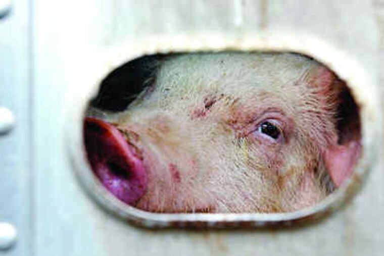PIGGING OUT: A pig looks through a vent in a truck trailer while the truck's driver has lunch in a diner in Milford, Del.