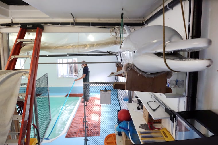 In the background of a bottlenose dolphin replica, Mackenzie Peacock, of Brigantine, a Field Stranding Technician, cleans the empty pool which is used as the final recuperation area for marine life brought to the Marine Mammal Stranding Center, in Brigantine in August.