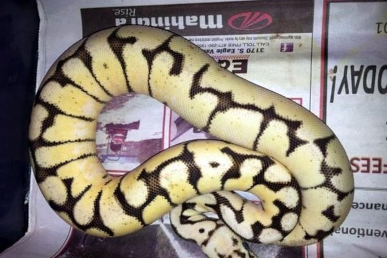 Ball Python Morph