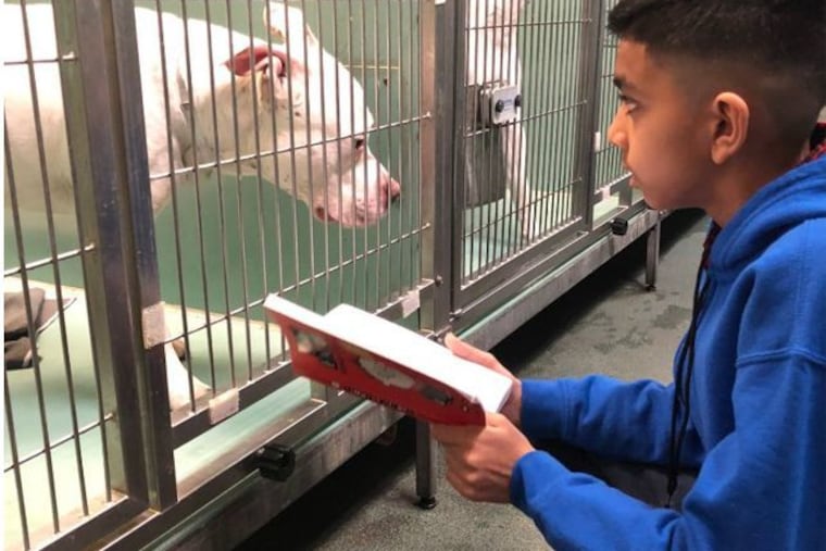 Evan Bisnauth reads to dogs at the Manhattan location of Animal Care Centers of NYC in February 2020.
