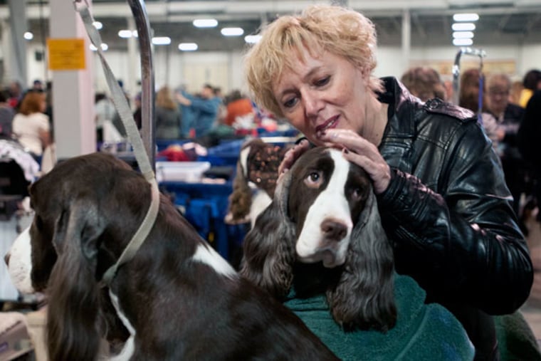 Butterfly, an Indian springer spaniel, gets a gentle pet from Denise Dillon of Tinton Falls, N.J., in the grooming are of the National Dog Show at the Greater Philadelphia Expo Center in Oaks. ( RON TARVER / Staff Photographer )