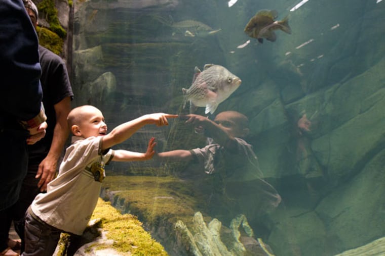 A young boy marvels at the fish in the freshwater tank at Bass Pro Shops after it opened April 14, 2015, in Atlantic City. ( CHARLES FOX / Staff Photographer )