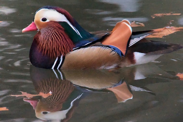 A Mandarin duck was spotted in Ridley Park in January.