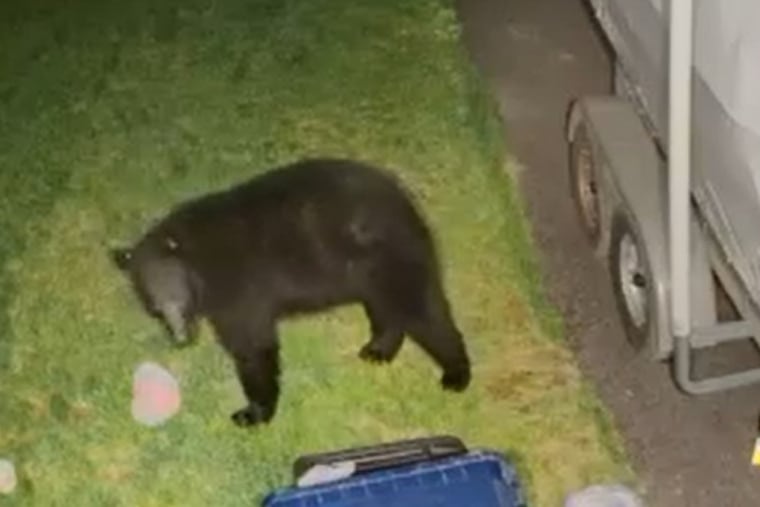 Image from residential security video of a black bear stealing a bag of garbage in West Vincent Township in Chester County.