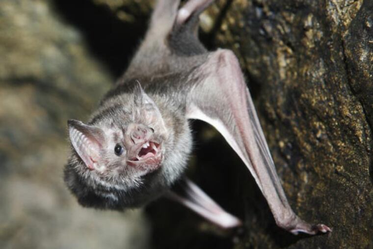 It’s bat season. Bats are causing minor havoc as they swoop around attics and bedrooms and send their unintended victims to area emergency rooms for precautionary treatment against rabies.