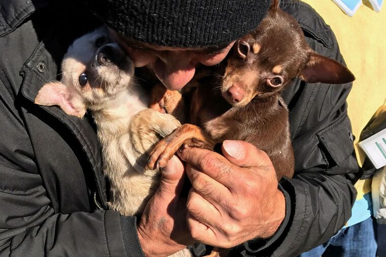 Two of the three dogs that survived a North Philly house fire on Nov. 23.