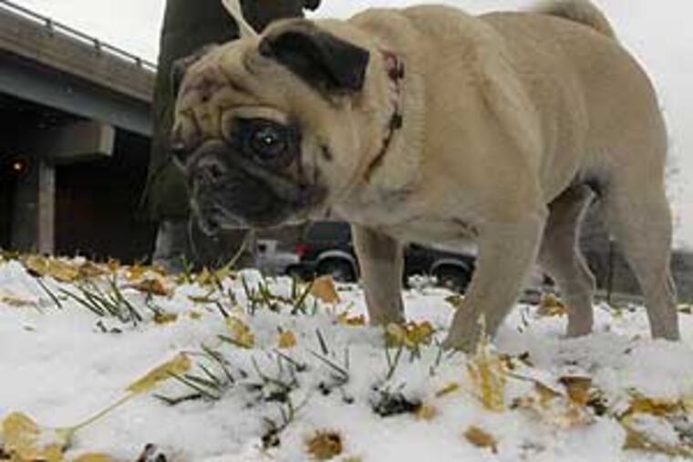 The snow wasn't quite knee deep to a human, but the depth was different for a pug. Denise Pody owner of Flowers Etc. in Northern Liberties took a break today to take a walk in the snow with her dog her dog, Butterscotch.