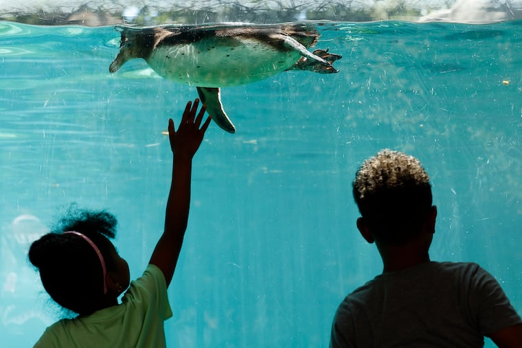 Guests watch a Humboldt penguin swim at the Philadelphia Zoo in July 2024.