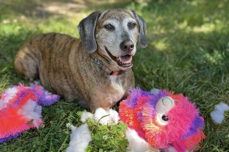 Weston, Kristina Cusenza's dog, in his senior years.