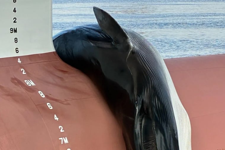 This photo provided by the National Oceanic and Atmospheric Administration Tuesday, Jan. 6, 2026, shows a deceased whale caught on the bow of a ship at Gloucester Marine Terminal in Gloucester City, N.J., January 2026. (NOAA Office of Law Enforcement via AP)