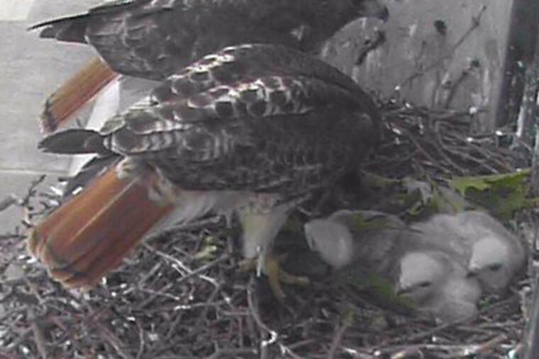 Two of the three youngsters, seen here shortly after their birth last year, died earlier this month after flying into windows at the Moore College of Art, just around the corner. The third was found Tuesday morning on the ground next to the Benjamin Franklin Parkway. (Franklin Institute)
