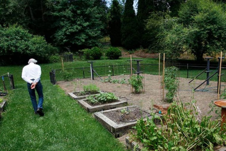 William H. Frederick Jr. walks in the vegetable garden. The Viburnum prunifolium tree (right rear) is the largest in the state.