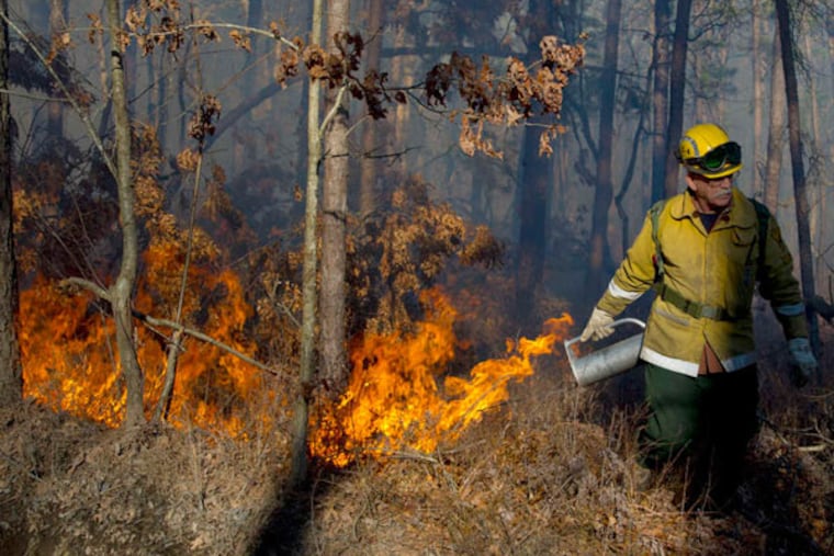 Fire warden Frank Lorito sets fire to brush and collected debris in the Peaslee Wildlife Management Area in Maurice River Township as part of a controlled burn of 300 acres conducted by the N.J. Forest Fire Service. (Clem Murray / Staff Photographer)